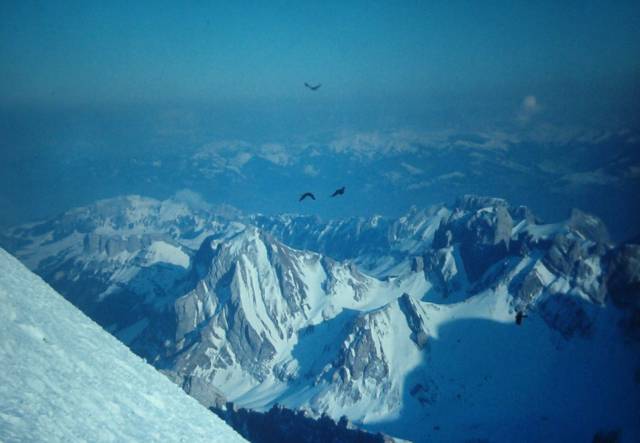 birds fly among the high Alps